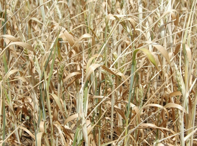Россельхозцентр Дагестана спрогнозировал появление болезней и вредителей ценных сельхозкультур
