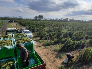 Виноградари Хасавюртовского района планируют собрать богатый урожай солнечной ягоды