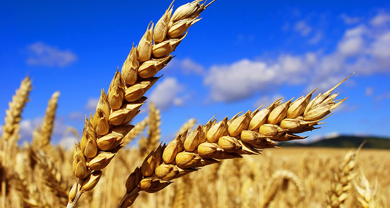 Россельхозцентр Дагестана проверяет качество высеваемых семян яровых зерновых культур