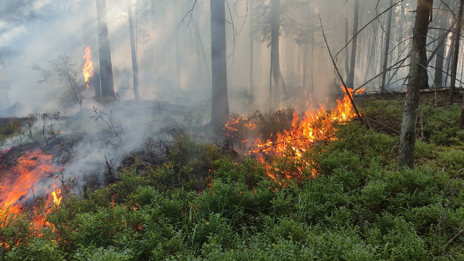Что делать, если возник лесной пожар?